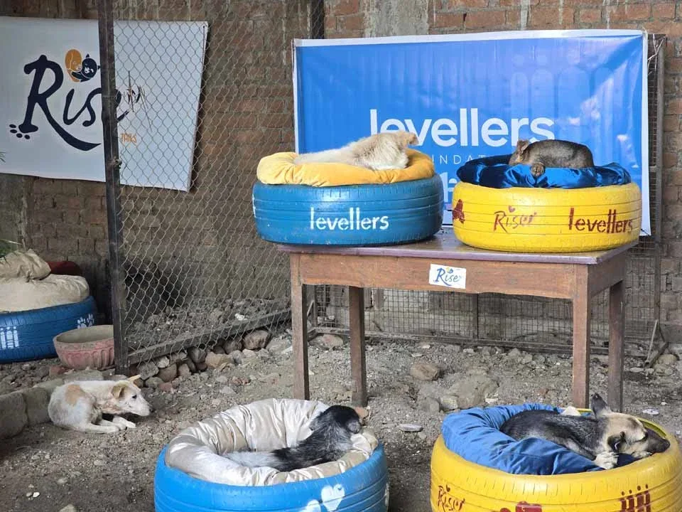 Dog Bed product design for Levellers Foundation